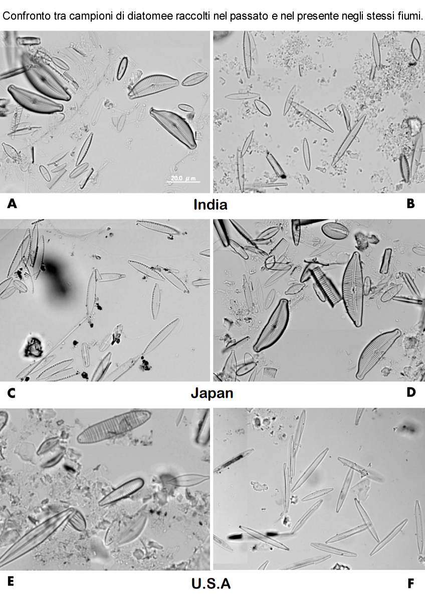 Immagine di diatomee